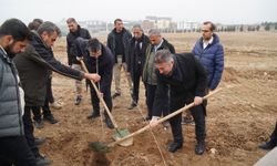 NASIROĞLU KAMPÜSE FİDAN DİKTİ