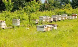 Sarıyayla’da Bal Ormanı Oluşturuldu