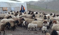 Besicilik artık parayla dönüyor