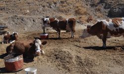 Irk ıslahı projeleriyle bölgedeki hayvan sayısının artırılması hedefleniyor