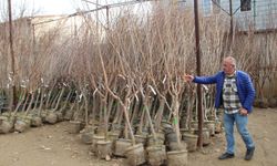 Batman'da meyve fidanları satış sezonu başladı