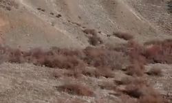 Aç kalan domuzlar şehre indi