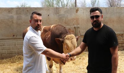 Şampiyon boğa 'Poyraz: 540 bin TL'ye alıcısını buldu