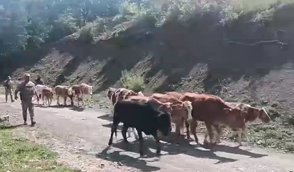 Batman’da ağıldan kaçan firari inekleri jandarma buldu