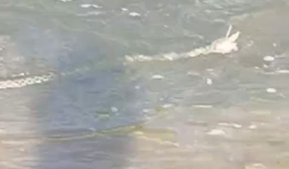 Ağrı'da çift boynuzlu yılan görüldü