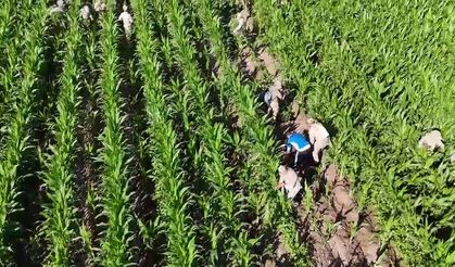 Mısır tarlasında 41 bin kök skunk ele geçirildi: 2 gözaltı