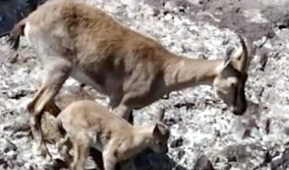 Dağ keçileri, yavrularını beslerken görüntülendi