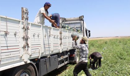 Halep'ten Diyarbakır'a uzanan karpuz yükleme mücadelesi
