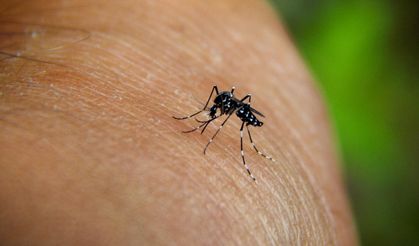Chikungunya virüsü hızla yayılıyor: 16 Ülkede 240 binden fazla vaka