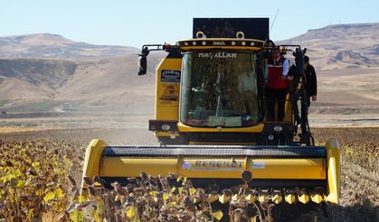 Beşiri’de İkinci Ürün Ayçiçeği Yüzleri Güldürdü!
