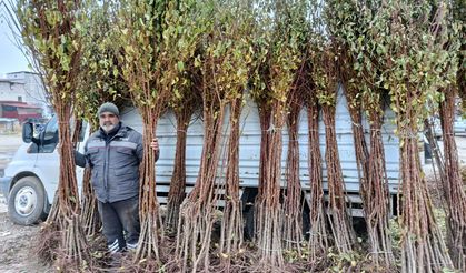 Kayısı fidanı satıcıları: Talep artarak büyüyor