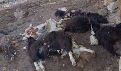Batman'da kurt saldırısı: 10 keçi telef oldu