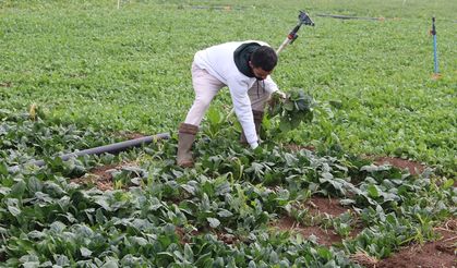 Batman’da Dolu Felaketi Ürünler Tarlada Kaldı; Çiftçiler Devlet Desteği Bekliyor