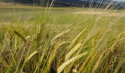Dünyanın en büyük arpa üreticileri açıklandı
