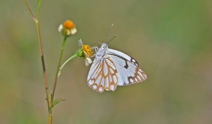 Güneydoğu’da ‘beyaz öncü kelebek’ zamanı