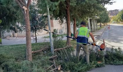 Batman'da budanan ağaç dalları kışlık yakacak desteğine dönüştü