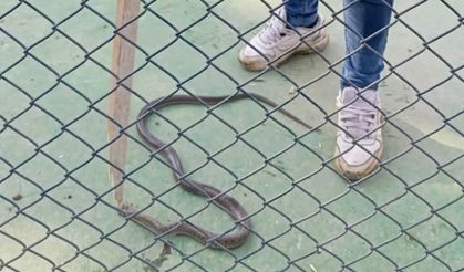 Çocuk oyun parkında yılan paniği