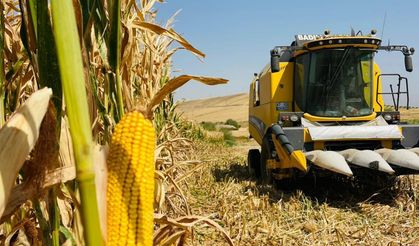 Mısır hasadı başladı. Verim iyi, fiyat çiftçiyi hayal kırıklığına uğrattı