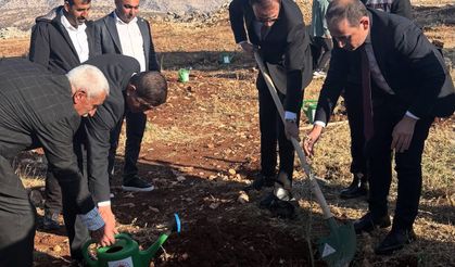 Şırnak’ta çiftçilere zeytin fidanı dağıtıldı