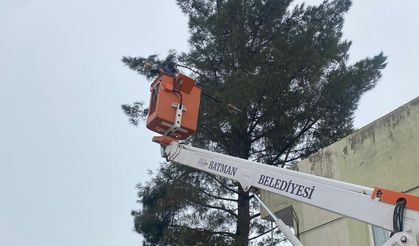 Batman’da Ağaçlar Hem Korunuyor Hem Yenileniyor