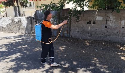 Buğday Biti Ve Üvez Geçici Ve Doğal Bir Süreçtir