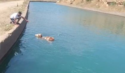 Su kanalına düşen inek kurtarıldı
