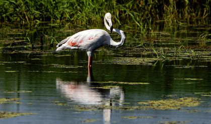 Diyarbakır’da leyleklerin arasında flamingo sürprizi