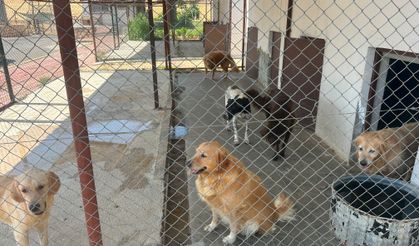 Gençlik Merkezi Öğrencileri Hayvan Bakım ve Rehabilitasyon Merkezini Ziyaret Etti