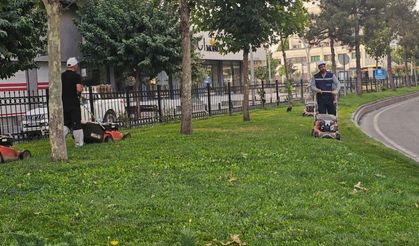 Yeşil Dokuya Estetik Görünüm