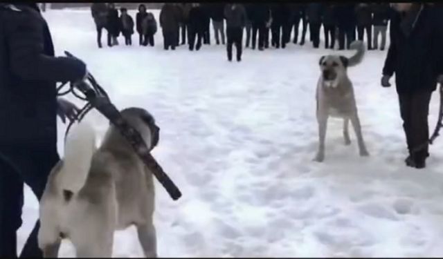 Köpek dövüştüren 2 kişiye yasal işlem