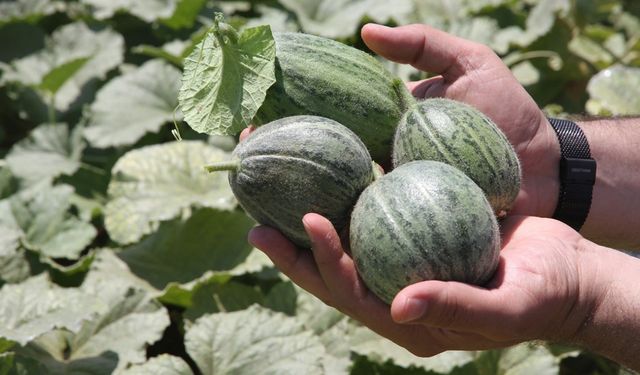 Ata tohumları satışa sunuldu