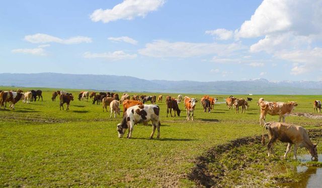 2024 yılı ikinci dönem hayvancılık destekleme başvuruları başladı