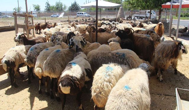 Vekaletle kurban kesim bedelleri açıklandı