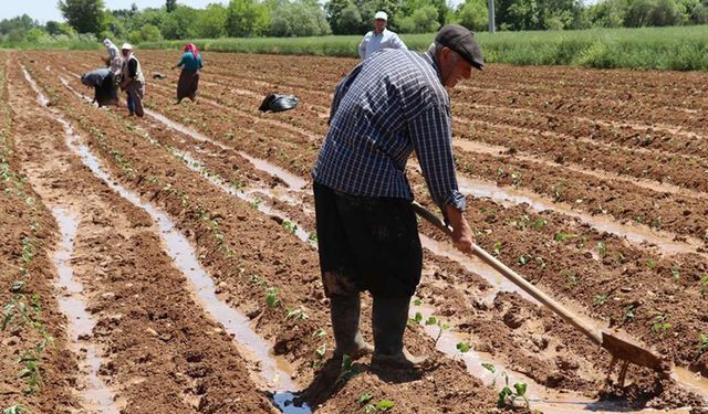 Üreticilere 5,1 milyar lira destekleme ödemesi yapılacak