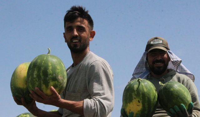 Sezonun ilk karpuz hasadı başladı; tarlada kilosu 7 TL