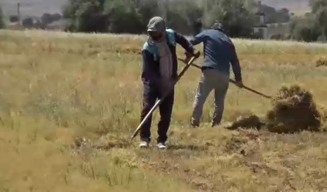 Gercüş'te mercimek hasadı başladı