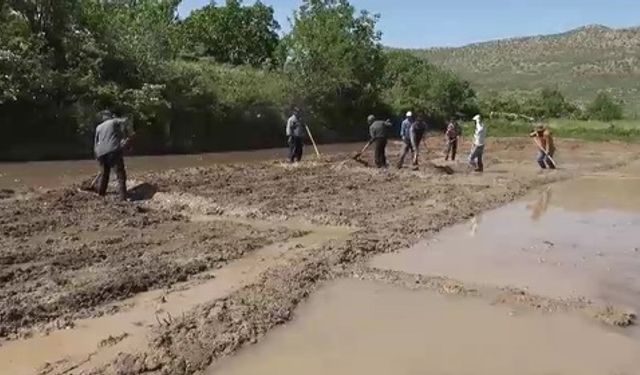 Gercüş’te imece usulü pirinç ekimi