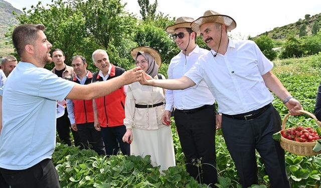 Batman Markası Sason Çileği Hasadı Başladı