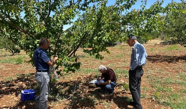 Kayısı bahçelerinde şarka hastalığına karşı sürvey çalışması yapıldı