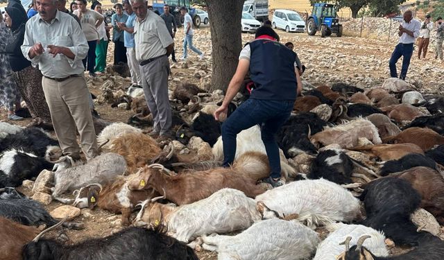 Şırnak'ta yaklaşık 100 küçükbaş, yıldırım düşmesi sonucu telef oldu