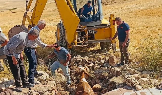 Kuyuya düşen inek kurtarıldı