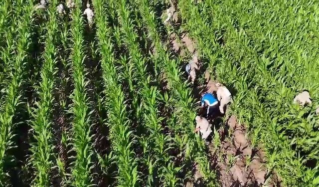 Mısır tarlasında 41 bin kök skunk ele geçirildi: 2 gözaltı