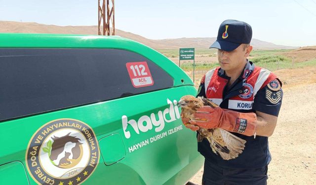 Yaralı Şahin Batman'da Koruma Altına Alındı