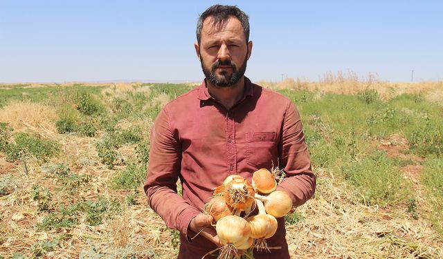 Soğan tarlada kaldı, çiftçi zarar etti: "Destek verilmezse tarımı bırakacağız"