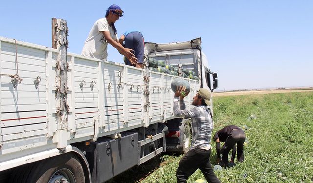 Halep'ten Diyarbakır'a uzanan karpuz yükleme mücadelesi