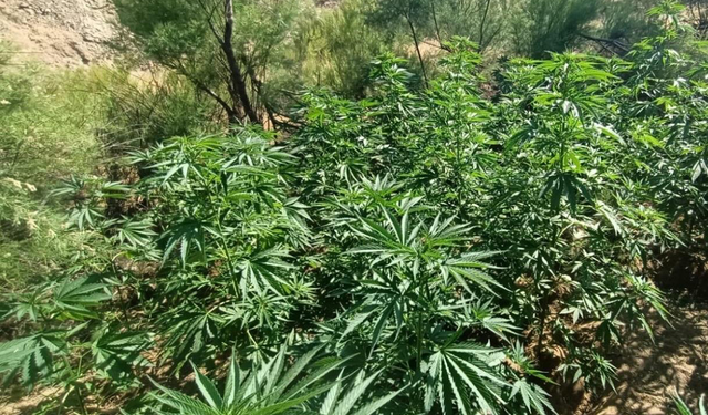 Bingöl’de yaklaşık 6 bin kök kenevir ele geçirildi