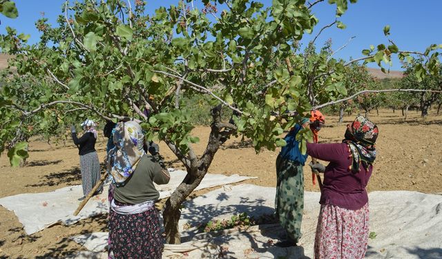 Kuraklık ve tedbirsizlik fıstık üreticisini vurdu