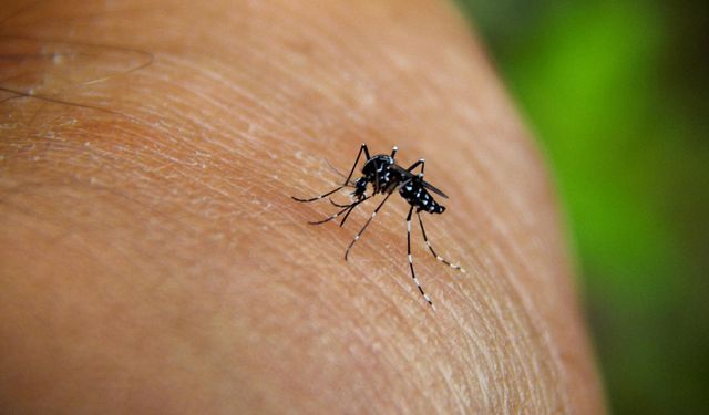 Chikungunya virüsü hızla yayılıyor: 16 Ülkede 240 binden fazla vaka