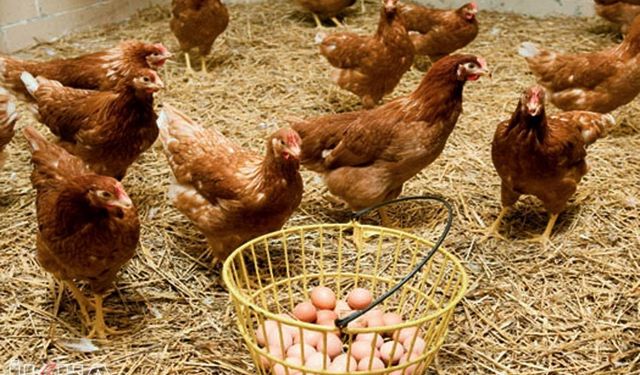 Haziranda tavuk eti üretimi arttı, yumurta üretimi azaldı