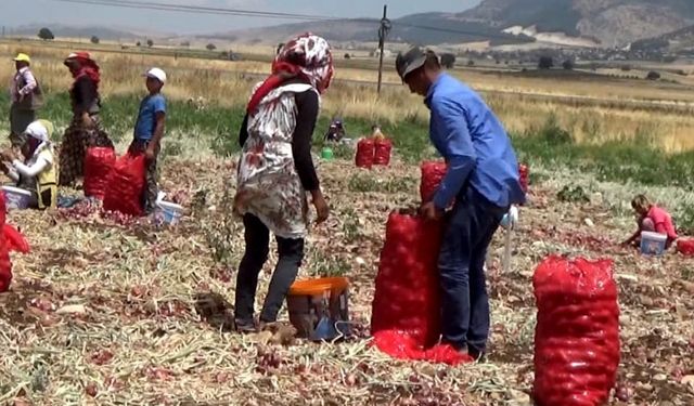 Hasadı yapılan soğan tarlada 3 TL'ye satılıyor